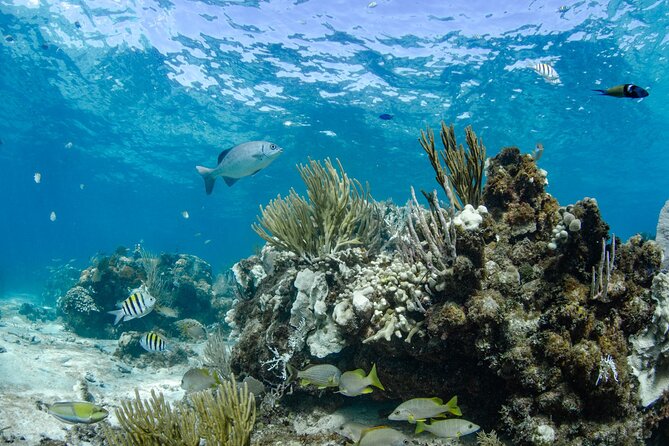 3 Hour Private Charter on Stingray City with Snorkeling - The flexible itinerary lets you shape the three hours