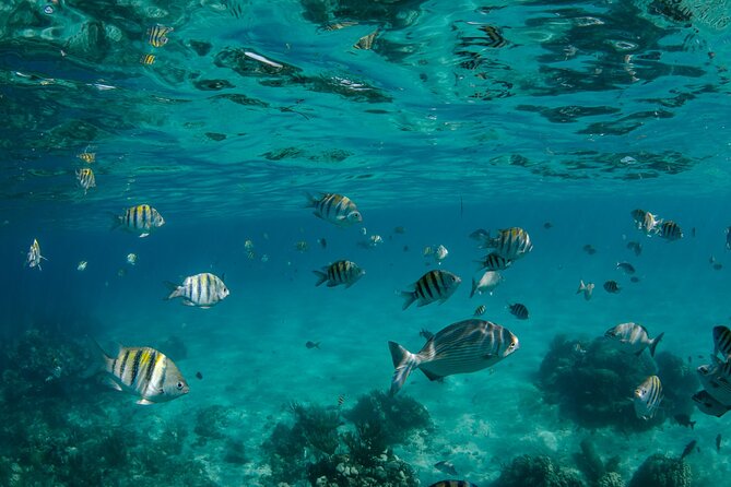 3 Hour Private Charter on Stingray City with Snorkeling - Guides, service, and the feel of the boat
