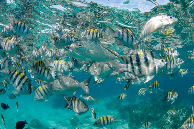 4 hour Private Boat charter to Stingray City, Snorkeling and More - Getting to the marina and managing cruise timing