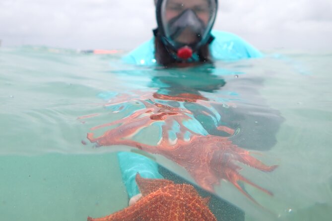 4-Stop Stingray, Snorkel, Star Fish & 7 Mile Beach (Family Owned) - Starfish Point offers a quieter pause