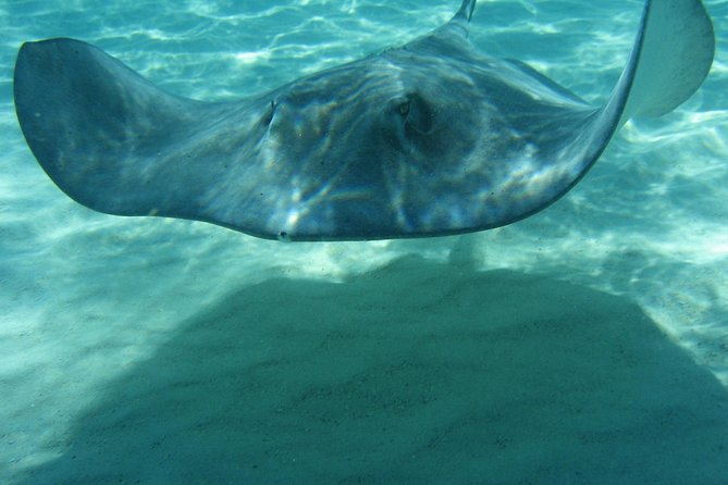 4-Stop Stingray, Snorkel, Star Fish & 7 Mile Beach (Family Owned) - What the crew adds to the experience