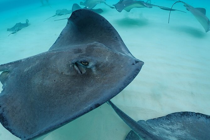 4-Stop Stingray, Snorkel, Star Fish & 7 Mile Beach (Family Owned) - Weather, water conditions, and comfort