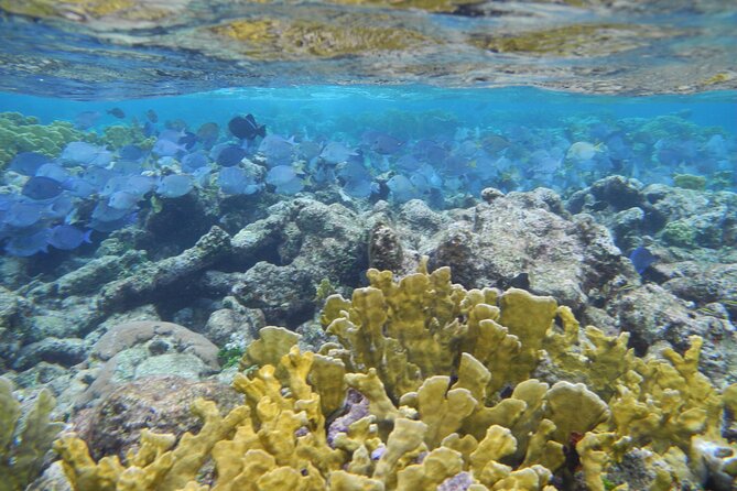 4 Stops Tour: Stingray, Snorkeling, Starfish & 7 Mile Beach - Why this Grand Cayman tour works well in half a day