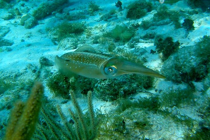 4 Stops Tour: Stingray, Snorkeling, Starfish & 7 Mile Beach - Coral Gardens is the snorkeling portion