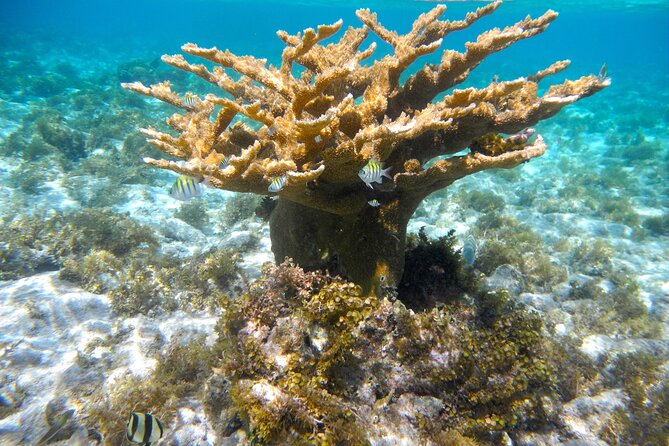4 Stops Tour: Stingray, Snorkeling, Starfish & 7 Mile Beach - Seven Mile Beach is the relaxed finale