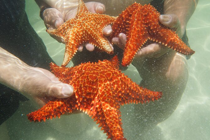 4 Stops Tour: Stingray, Snorkeling, Starfish & 7 Mile Beach - Transport and timing at Yacht Drive