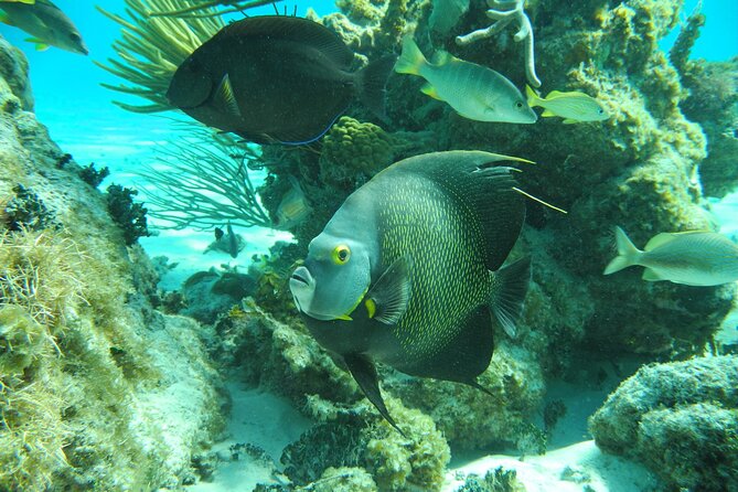 4 Stops Tour: Stingray, Snorkeling, Starfish & 7 Mile Beach - What is included, and what you should pack