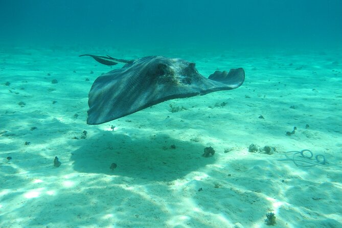 4 Stops Tour: Stingray, Snorkeling, Starfish & 7 Mile Beach - Who will get the most from this outing