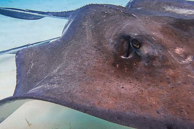 Acquarius Stingray City and Snorkel Tours - The crew makes the difference