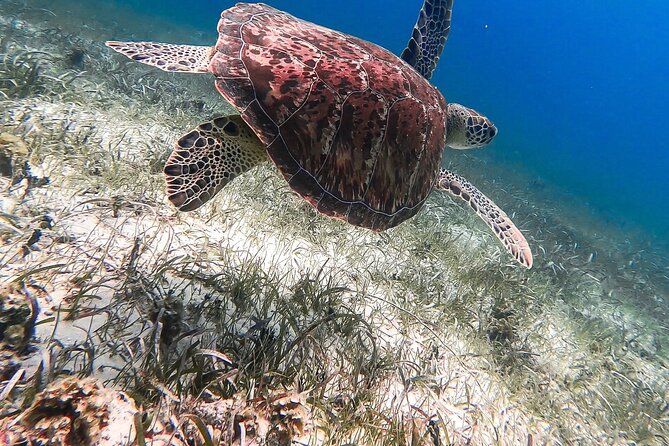 Acquarius Stingray City and Snorkel Tours - Is $79 a good value?