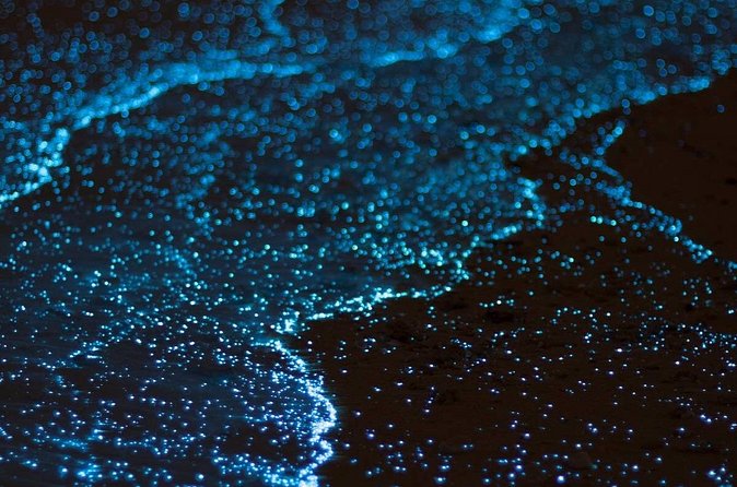 Bioluminescent Bay Adventure in Grand Cayman - Why the crew can make or break the night