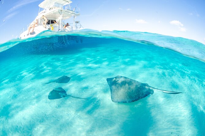 Cayman Adventure: Starfish Point, Stingray City and Coral Gardens - Three Grand Cayman sights in about three hours