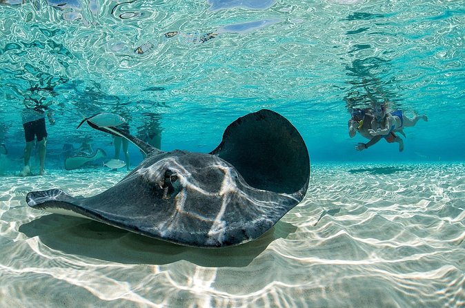 Cayman Combo Tour: Stingrays, Starfish Point and Crystal Caves - Pickup is convenient only in the right part of Grand Cayman
