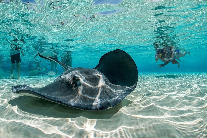 Cayman Combo Tour: Stingrays, Starfish Point and Crystal Caves - Who will get the most from this half-day outing
