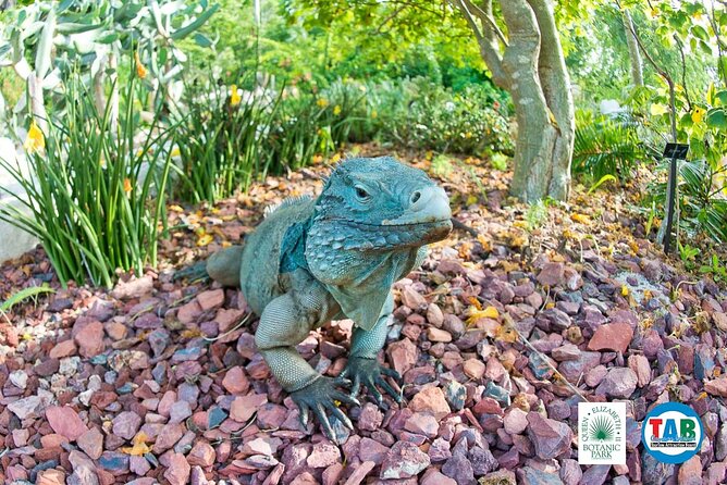Cayman Crystal Caves & Pedro St James Castle or Botanical Garden - The Guide Can Make or Break the Day
