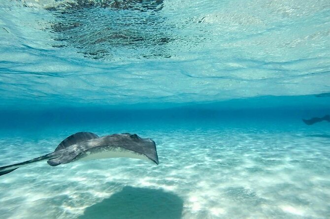 Cayman Ultimate Tour: Stingrays, Starfish Point and Crystal Caves - Transport, timing and group size