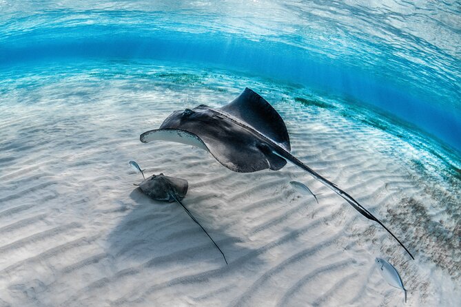 Cayman Ultimate Tour: Stingrays, Starfish Point and Crystal Caves - Who should book this tour