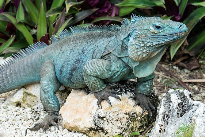 CaymanVisitor Hide & Seek GeoTour Self-Drive Tour - Cayman Brac and Little Cayman require real planning