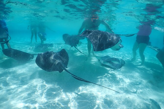 (Family owned) Stingray city sandbar, Starfish Beach & Snorkeling - Why Stingray City is worth your time