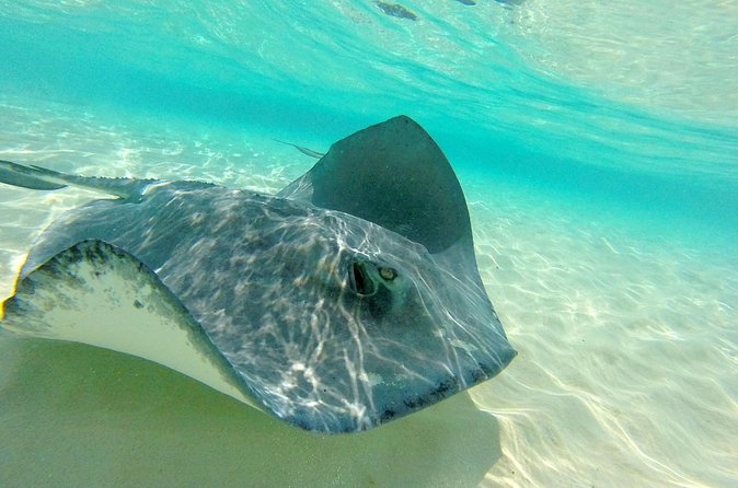(Family owned) Stingray city sandbar, Starfish Beach & Snorkeling - Getting from George Town to the water
