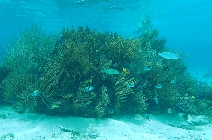 (Family owned) Stingray city sandbar, Starfish Beach & Snorkeling - What the $65 price really covers