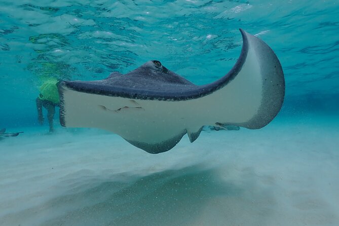 (Family owned) Stingray city sandbar, Starfish Beach & Snorkeling - Safety, weather, and comfort