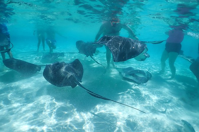 (Family owned) Stingray city sandbar, Starfish Beach & Snorkeling - Who will enjoy this most