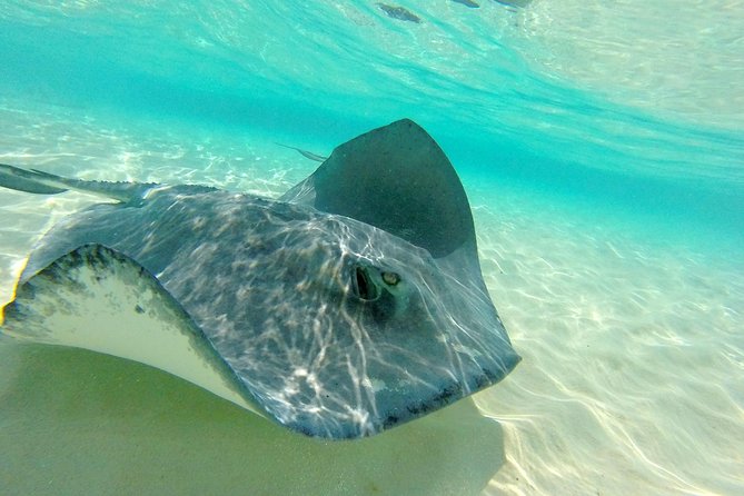 (Family owned) Stingray city sandbar, Starfish Beach & Snorkeling - Starfish Point is gentler, but less dramatic