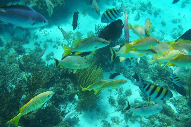 Full-Day Private Stingray City Snorkeling and Starfish Beach Tour - Why the private boat matters at Stingray City