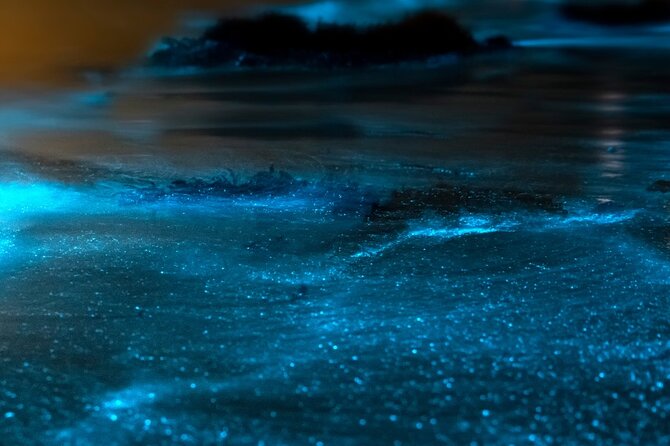 Grand Cayman Bioluminescent Bay Adventure - Why moon phase and weather affect the night