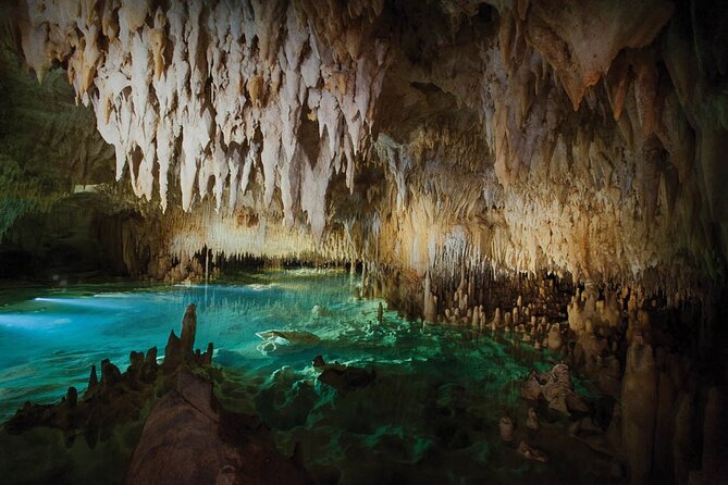 Grand Cayman Private Customized Bus Tour - Cayman Turtle Farm and a family-friendly stop