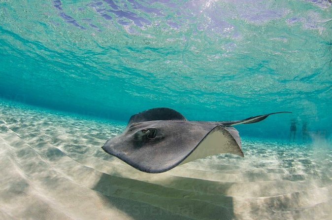 Grand Cayman Stingray City and Reef Snorkeling Combo Tour - Meeting points and cruise-day planning