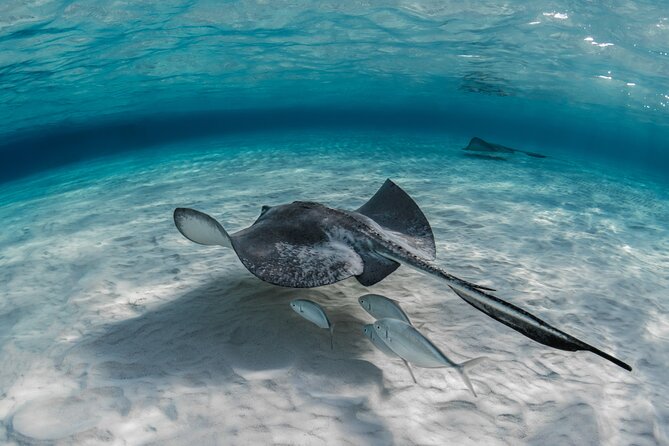 Grand Cayman Stingray City and Reef Snorkeling Combo Tour - Who will enjoy this tour most?