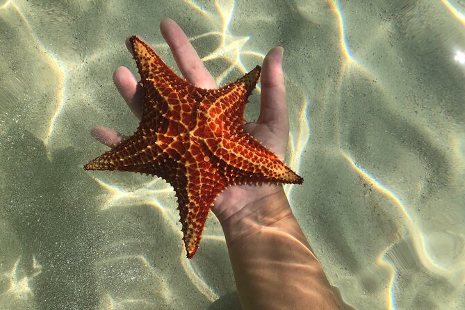 Half Day Private Boat Charter in Grand Cayman - Swimming with stingrays at Stingray Sandbar