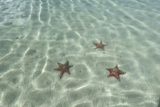 Half Day Private Boat Charter in Grand Cayman - Snorkeling over Grand Cayman’s reefs