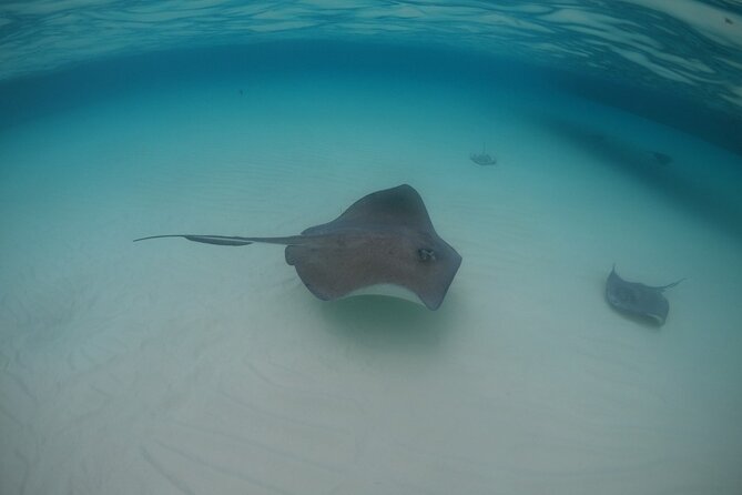 Half-Day Private Stingray City Charter - Grand Cayman - BTC - What the $1,300 price includes
