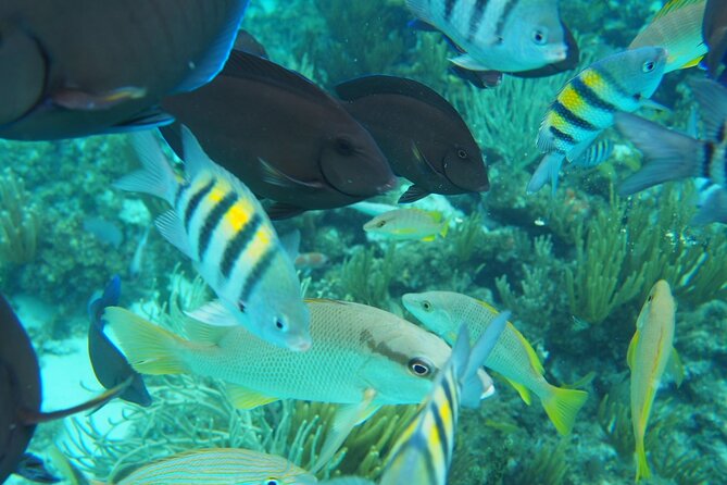 Half-Day Private Stingray City Charter in Cayman Islands - A quiet pause at Starfish Point