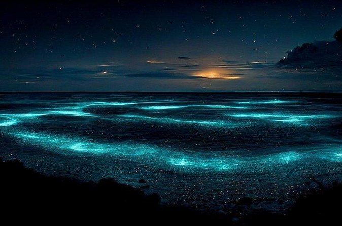 Private Bioluminescent Bay Tour - Why the private format matters