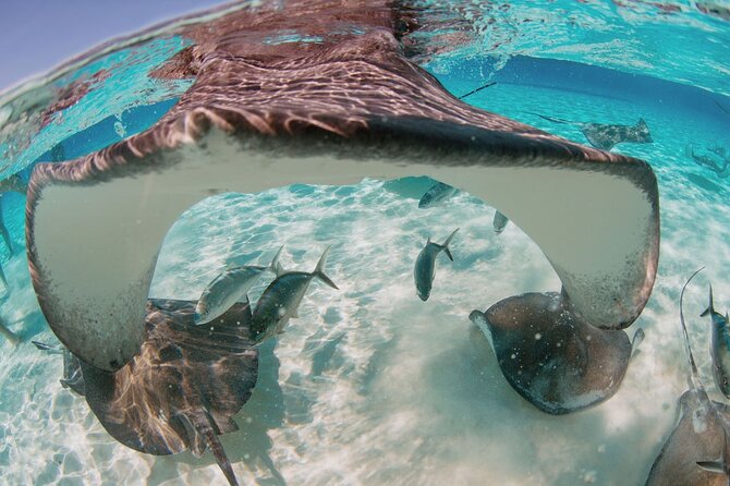 Private Boat Charter Snorkeling Stingray City or Bio Bay - A private Cayman boat day with room to choose