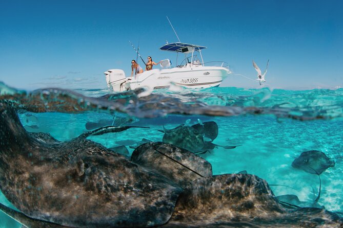 Private Boat Charter Snorkeling Stingray City or Bio Bay - Stingray City: the best reason to book