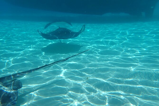 Private Boat Tour in Cayman Islands - Stingray City: the main reason to book