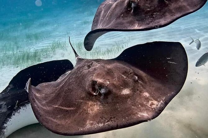 Private Charter 28ft Grady White. Stingrays, Snorkeling, Starfish - The captain makes or breaks the day