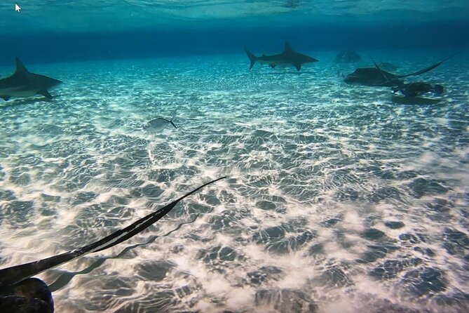Private Full Day Charter - Stingray City, Starfish Point, Kaibo & Snorkeling - Starfish Point for a quiet shoreline stop