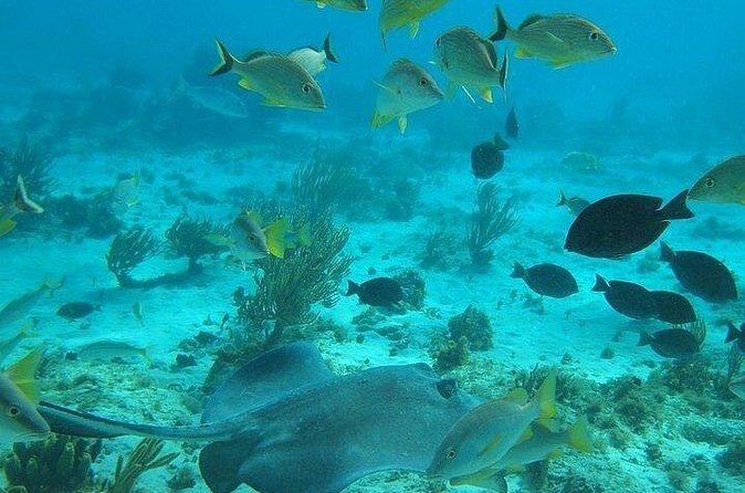 Private Full Day Charter - Stingray City, Starfish Point, Kaibo & Snorkeling - Snorkeling in 12 to 15 feet of water