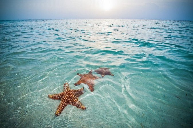Private Full Day Charter - Stingray City, Starfish Point, Kaibo & Snorkeling - Who will enjoy this charter most