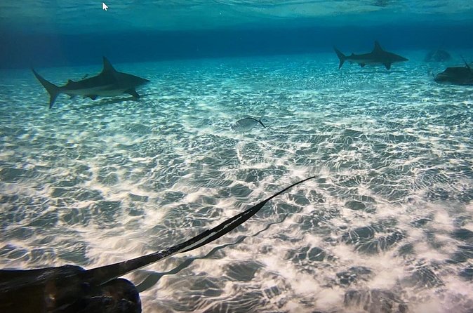 Private Half-Day Charter to Stingray City, Starfish Point and Snorkeling Tour - A crew that can shape the day