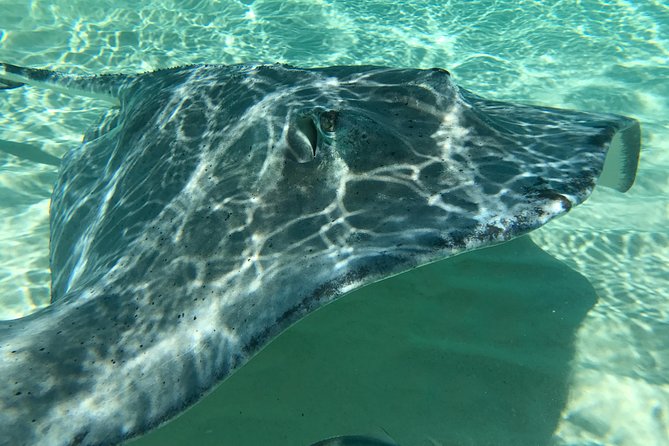 Private Half Day Stingray City, Snorkeling and Starfish Beach Tour - Who should book this excursion?