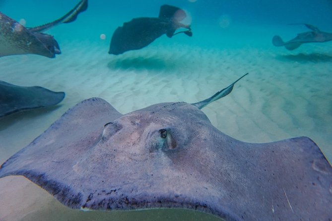 Private, luxury, custom charters to Stingray City, Snorkeling & More - The Bio Bay option after sunset