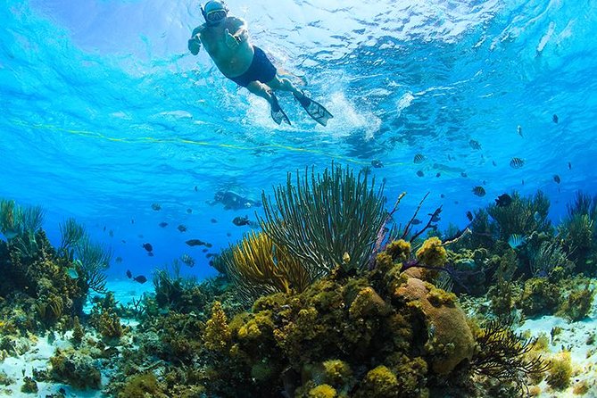 Private Stingray City and Snorkeling Half Day Charter for 6 Guest - Why a private Camana Bay charter changes the day