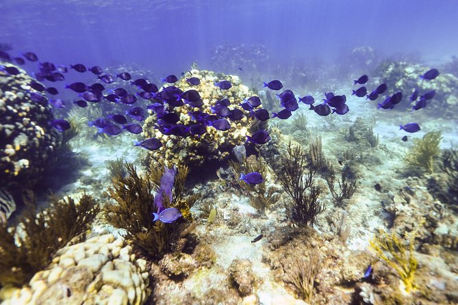 Private Stingray City Snorkeling and BioBay Charter for 10 Guests - One hour at Stingray City
